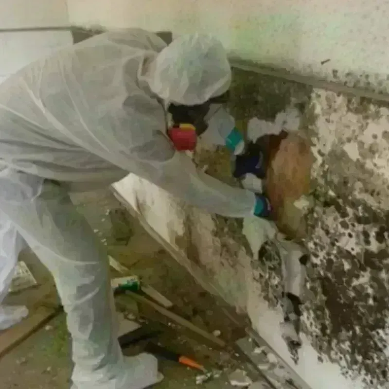 Mold Remediation and Removal in Lake County, MT